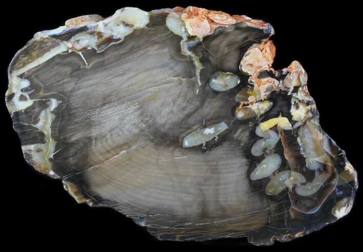 Slab of Fossilized Peanut Wood - Australia #65635